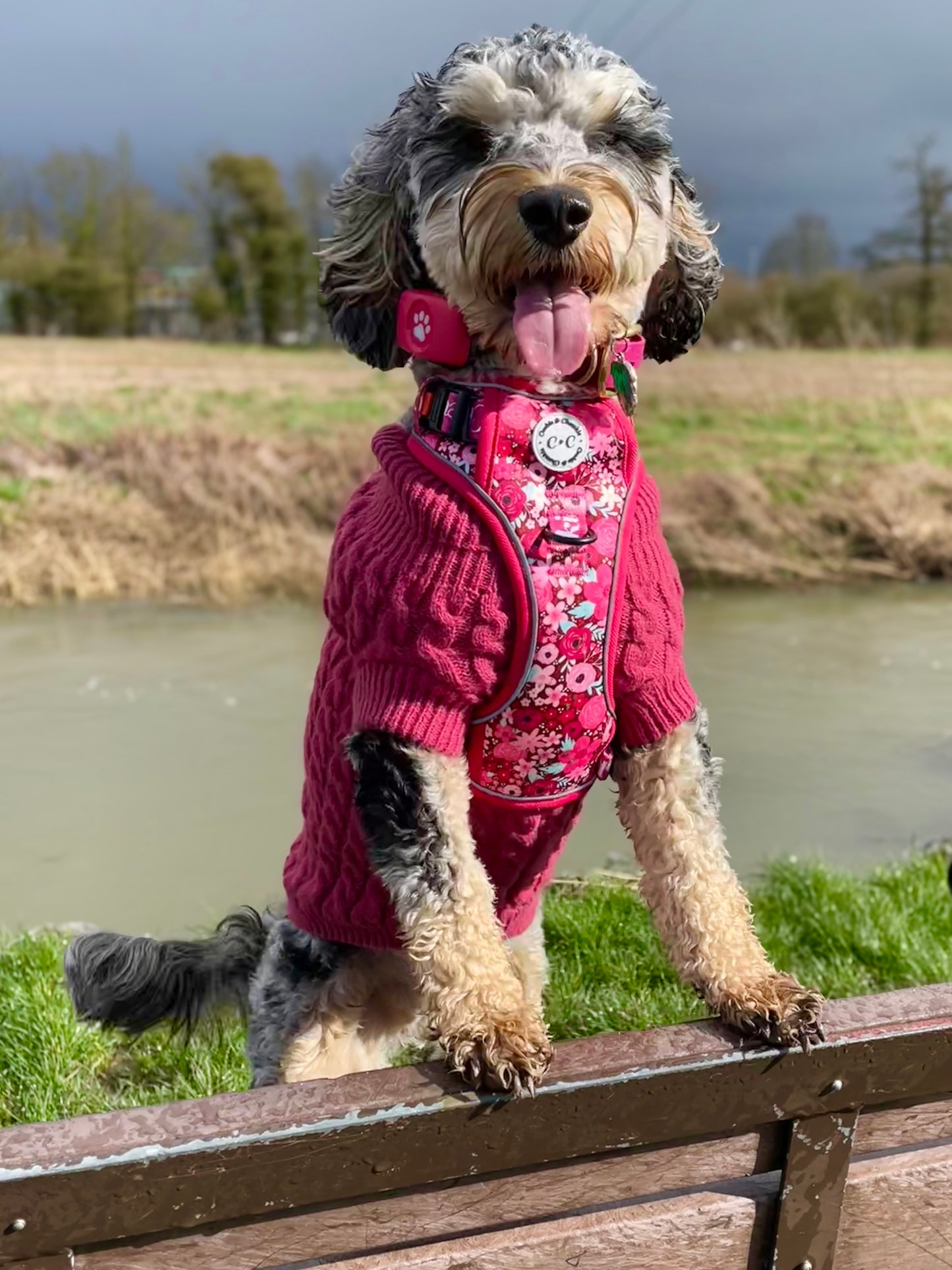 Adjustable TUFF Harness - 'On Chewsdays, We Wear Pink'